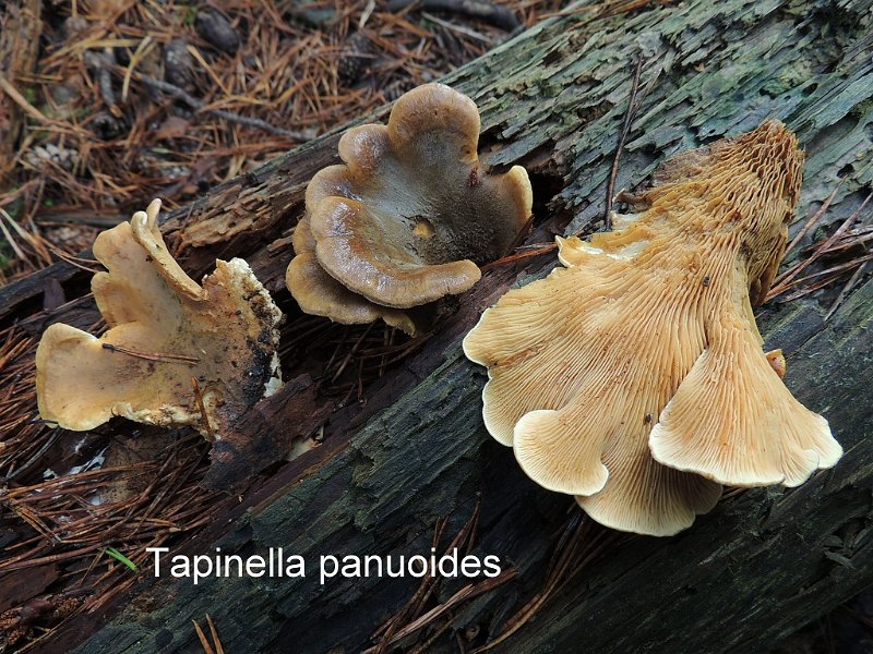 Tapinella panuoides-amf1384.jpg - Tapinella panuoides ; Syn1: Paxillus panuoides ; Syn2: Tapinia panuoides ; Non français: Paxille faux-panus